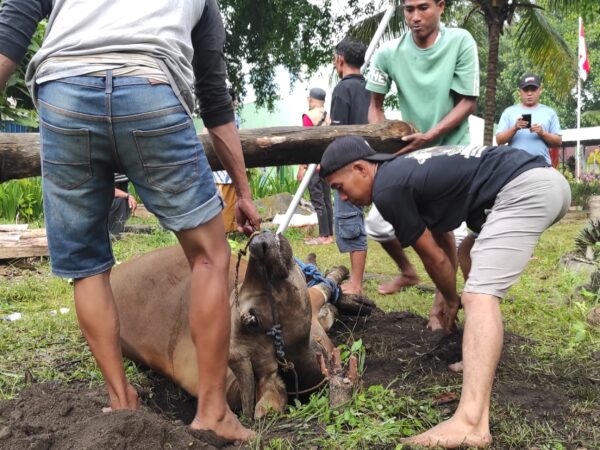 SMP Negeri 1 Aikmel Gelar Kurban di Sekolah